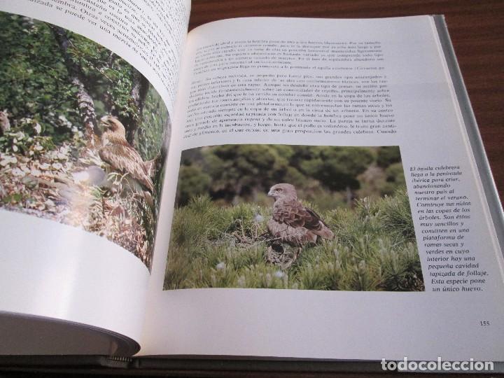 Libros de segunda mano: El libro rojo de la fauna espa&ntilde;ola ~ Luis Blas INCAFO - Foto 3