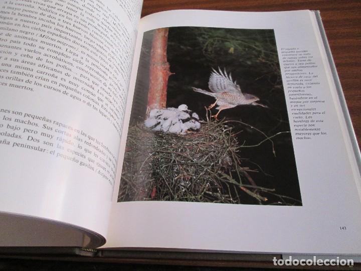 Libros de segunda mano: El libro rojo de la fauna espa&ntilde;ola ~ Luis Blas INCAFO - Foto 4