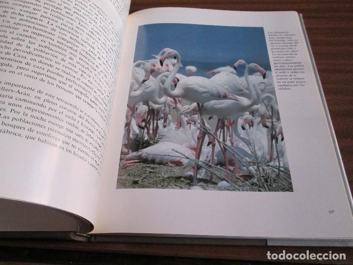 Libros de segunda mano: El libro rojo de la fauna espa&ntilde;ola ~ Luis Blas INCAFO - Foto 5