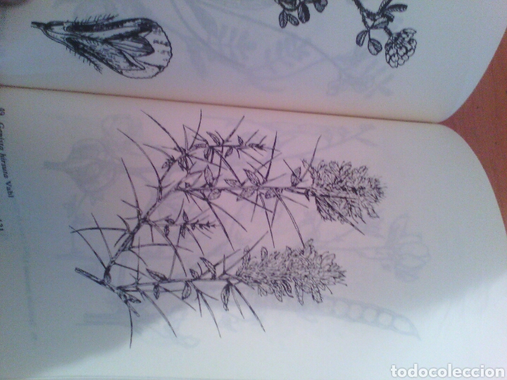 Libros de segunda mano: Flora silvestre de C&oacute;rdoba - Foto 3