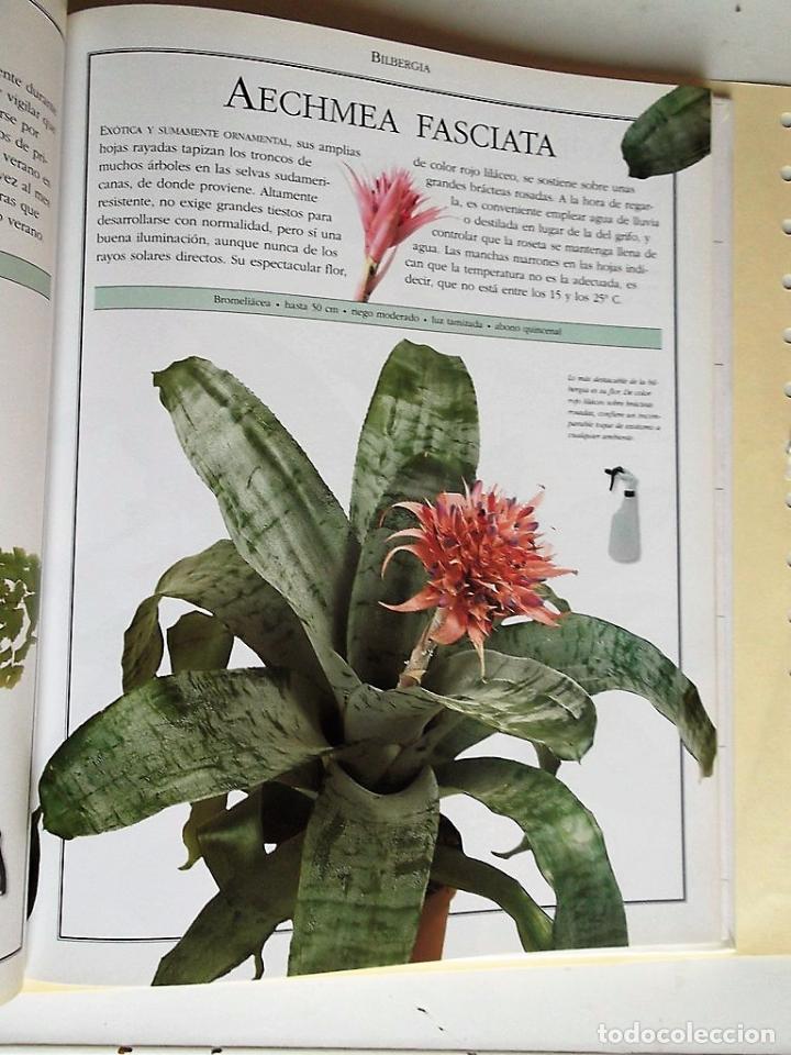 Libros de segunda mano: El Libro de las Plantas. Ideas y cuidado de las plantas de interior. Ediciones Primera Plana. - Foto 3