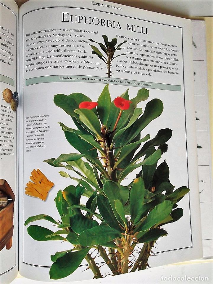 Libros de segunda mano: El Libro de las Plantas. Ideas y cuidado de las plantas de interior. Ediciones Primera Plana. - Foto 5