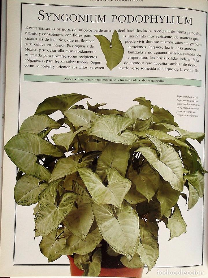 Libros de segunda mano: El Libro de las Plantas. Ideas y cuidado de las plantas de interior. Ediciones Primera Plana. - Foto 7