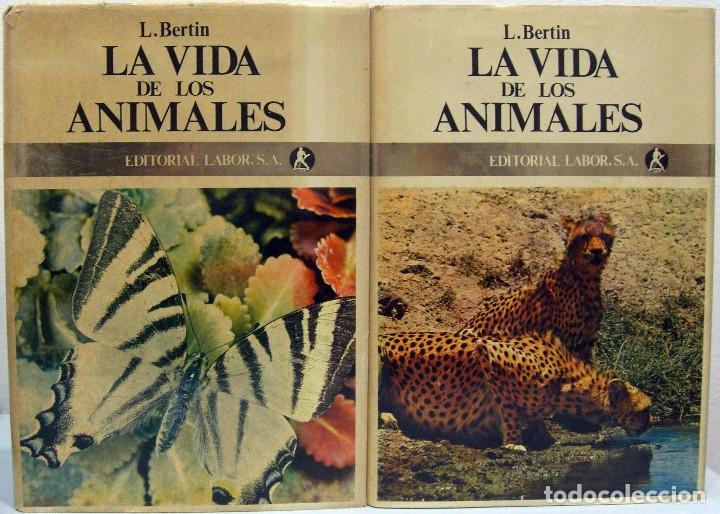 Libros de segunda mano: L. BERTIN - LA VIDA DE LOS ANIMALES (2 VOLS.). LABOR, 1970. - Foto 1