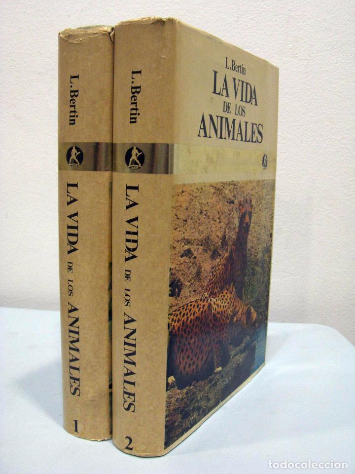 Libros de segunda mano: L. BERTIN - LA VIDA DE LOS ANIMALES (2 VOLS.). LABOR, 1970. - Foto 2