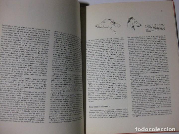 Libros de segunda mano: LOS PERROS - ADRIANO TORREGROSSA - EDITORIAL TEIDE - DOCUMENTAL EN COLOR - Foto 3