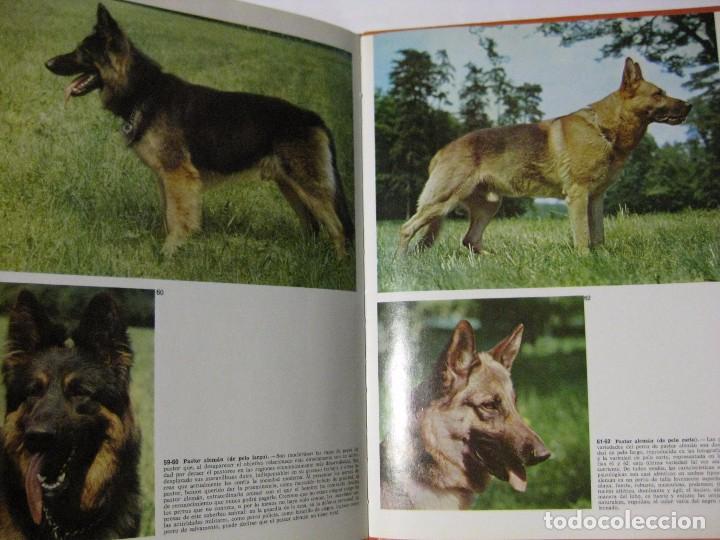 Libros de segunda mano: LOS PERROS - ADRIANO TORREGROSSA - EDITORIAL TEIDE - DOCUMENTAL EN COLOR - Foto 4