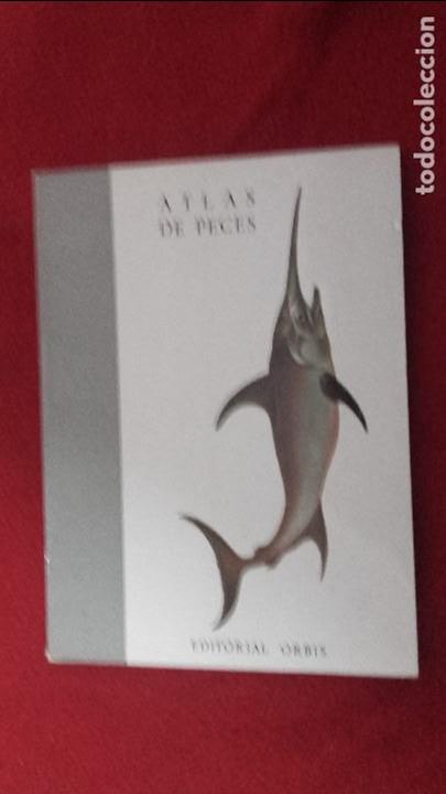 Libros de segunda mano: ATLAS DE PECES - DR. BUSQUETS SANCHEZ - ED. ORBIS 1956 - RUSTICA - Foto 1