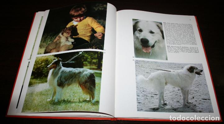 Libros de segunda mano: DOCUMENTAL EN COLOR - LOS PERROS - ED. TEIDE / INST. GEOGRAFICO DE AGOSTINI - 1972 - Foto 3
