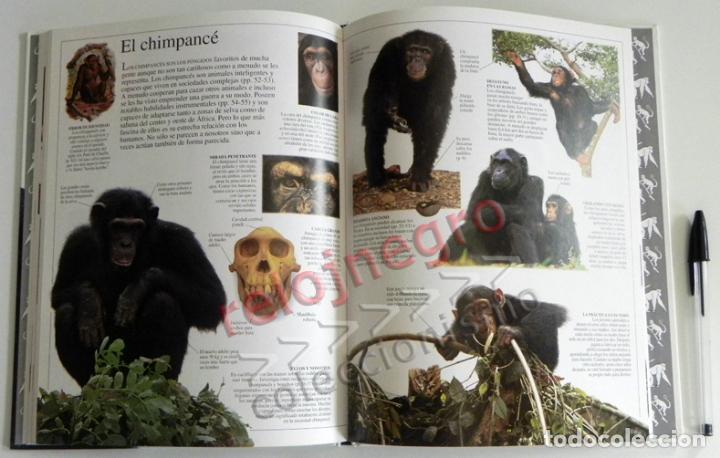 Gorilas Libro Ian Redmond Muy Ilustrado Monos Fauna Biología Ciencias Primates Guía De Altea - 