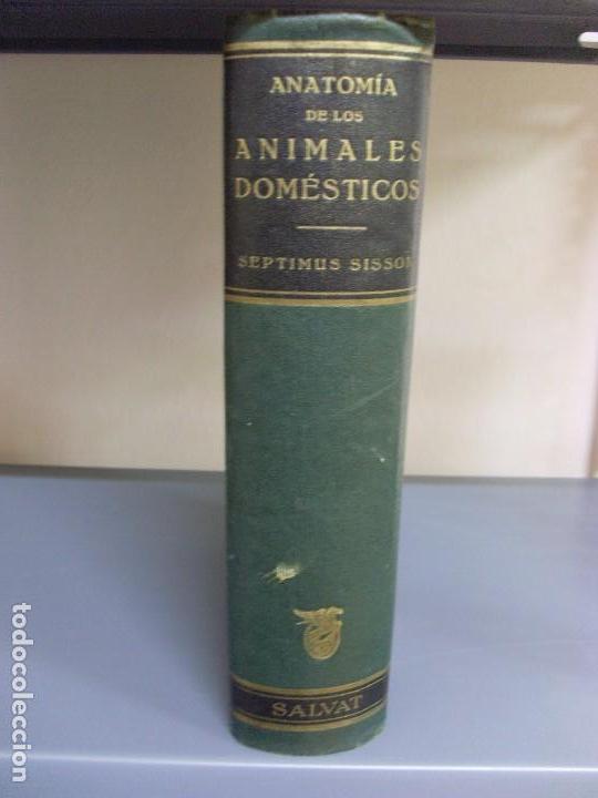 Libros de segunda mano: ANATOM&Iacute;A DE LOS ANIMALES DOM&Eacute;STICOS / Septimus Sisson / 2&ordm; edici&oacute;n 1947. SALVAT / (veterinaria)