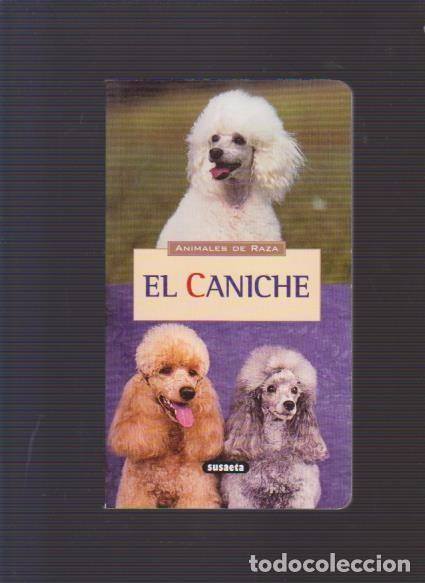 Libros de segunda mano: ANIMALES DE RAZA - EL CANICHE - SUSAETA EDITORIAL - Foto 1