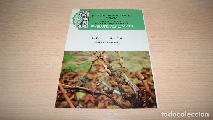 Libros de segunda mano: La Excoriosis de la Vid de 1981 - Foto 1