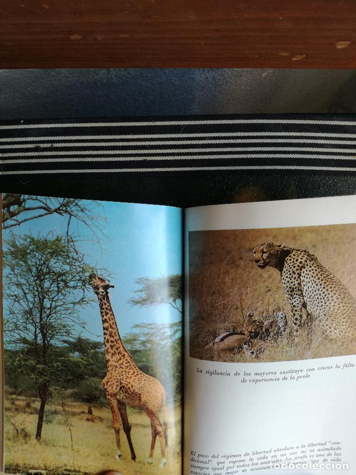 Libros de segunda mano: LA CONDUCTA DE LOS ANIMALES - RTV  28 . - Foto 2