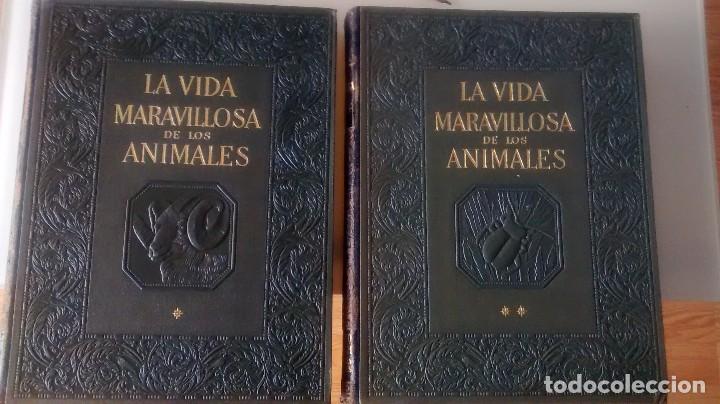 Libros de segunda mano: La maravillosa vida de los animales. Gallach - Foto 1