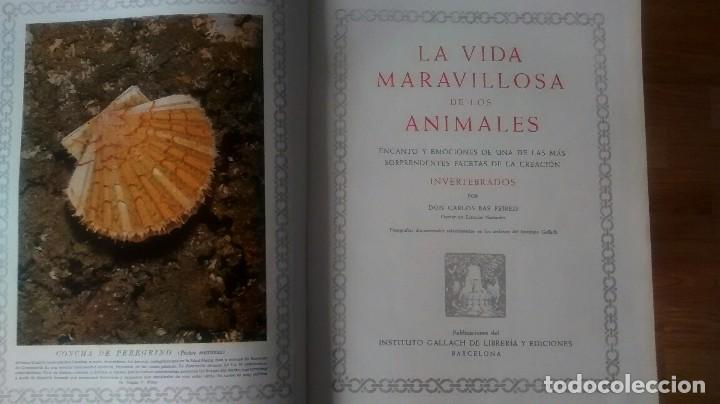 Libros de segunda mano: La maravillosa vida de los animales. Gallach - Foto 2