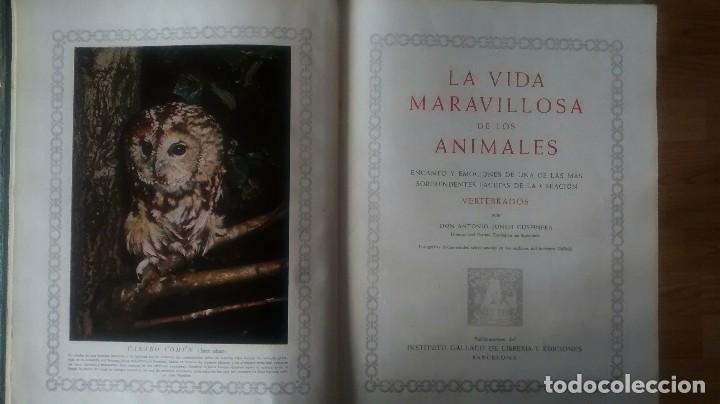 Libros de segunda mano: La maravillosa vida de los animales. Gallach - Foto 3