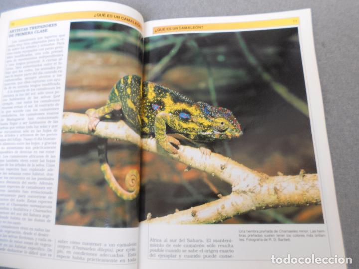 Libros de segunda mano: CAMALEONES. CUIDADOS, CRIANZA. - Foto 4