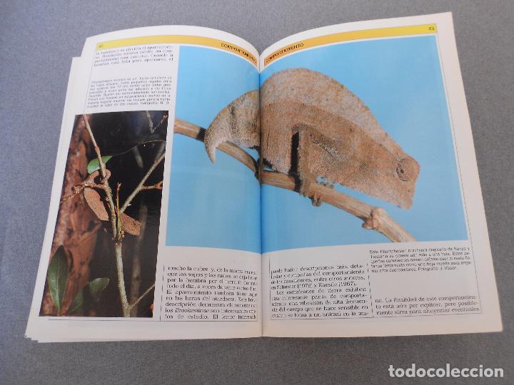 Libros de segunda mano: CAMALEONES. CUIDADOS, CRIANZA. - Foto 8