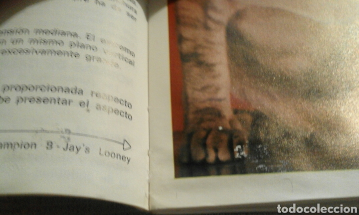 Libros de segunda mano: Mi gato siam&eacute;s - Marge Naples - Foto 7