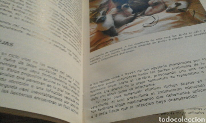 Libros de segunda mano: Mi gato siam&eacute;s - Marge Naples - Foto 9