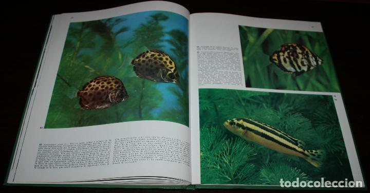 Libros de segunda mano: PECES DE ACUARIO - DOCUMENTAL EN COLOR - ED. TEIDE/ INST. GEOGR&Aacute;FICO DEAGOSTINI - 1973 - Foto 4