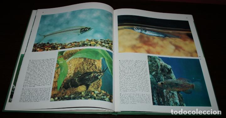 Libros de segunda mano: PECES DE ACUARIO - DOCUMENTAL EN COLOR - ED. TEIDE/ INST. GEOGR&Aacute;FICO DEAGOSTINI - 1973 - Foto 5