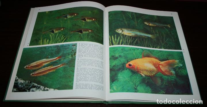 Libros de segunda mano: PECES DE ACUARIO - DOCUMENTAL EN COLOR - ED. TEIDE/ INST. GEOGR&Aacute;FICO DEAGOSTINI - 1973 - Foto 6