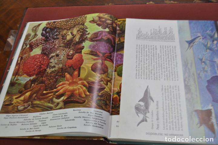 Libros de segunda mano: El mar coleccion de la naturaleza de Life - FFB - Foto 2