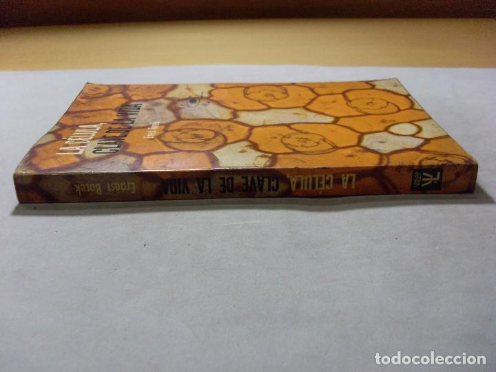Libros de segunda mano: LA C&Eacute;LULA, CLAVE DE LA VIDA / Ernest Borek / 1966 - Foto 2