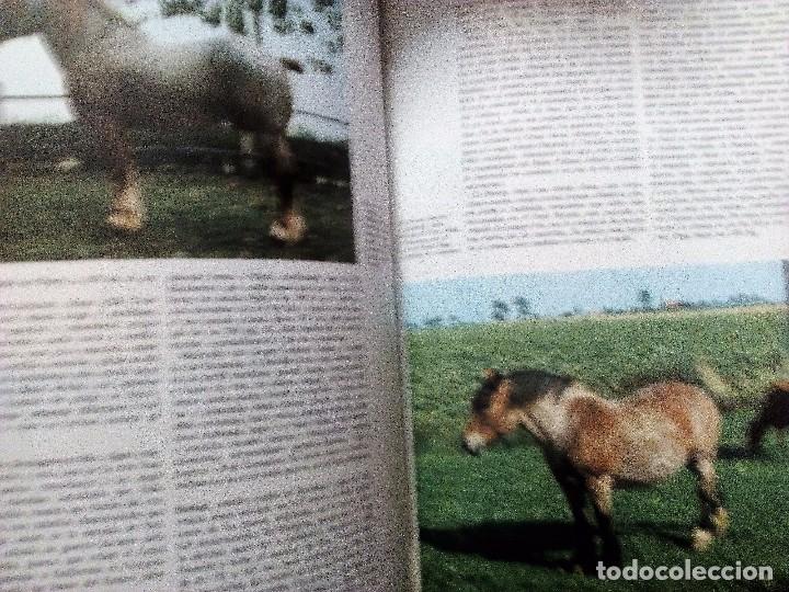 Libros de segunda mano: EL CABALLO.  OR&Iacute;GENES RAZAS Y APTITUDES  NEREO LUGLI   ED. TEIDE - Foto 5