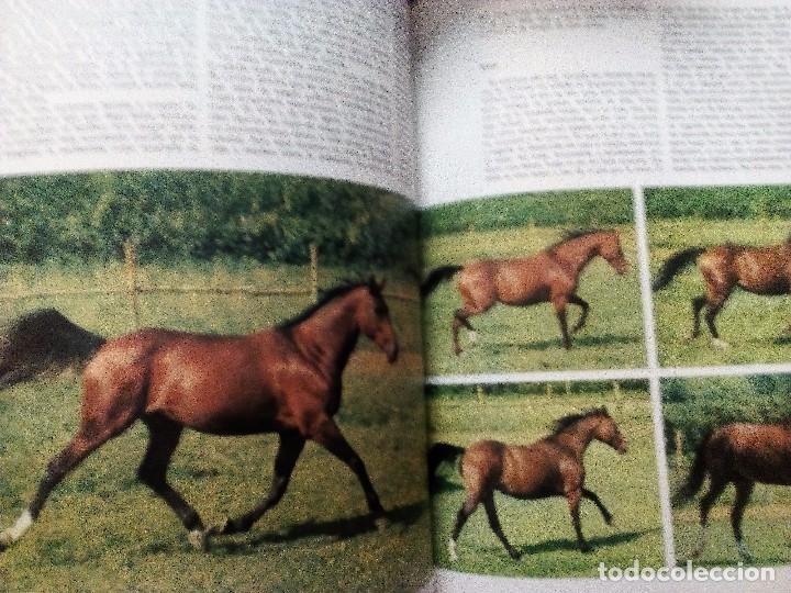 Libros de segunda mano: EL CABALLO.  OR&Iacute;GENES RAZAS Y APTITUDES  NEREO LUGLI   ED. TEIDE - Foto 6