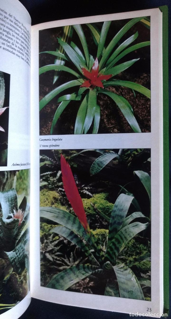 Libros de segunda mano: GU&Iacute;A DE LAS PLANTAS DE INTERIOR | GEORGE SEDDON | FOLIO 1981 - Foto 5