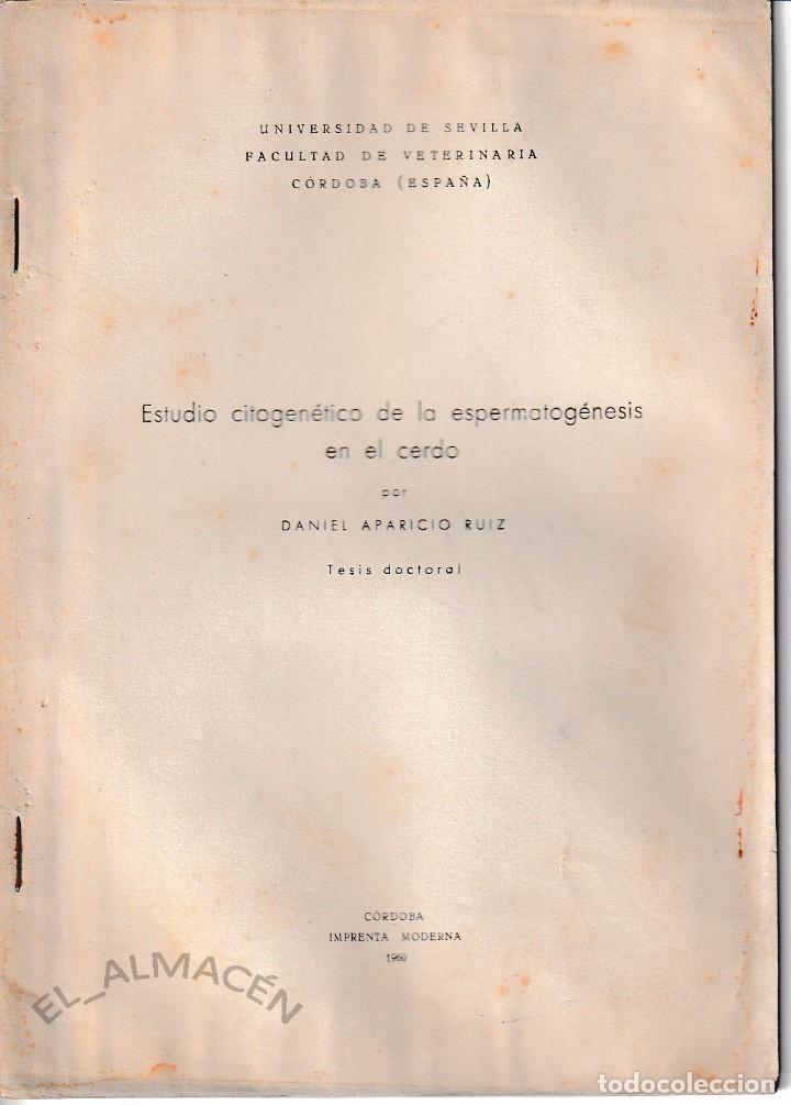 Libros de segunda mano: ESTUDIO CITOGEN&Eacute;TICO DE LA ESPERMATOG&Eacute;NESIS EN EL CERDO (1960) SIN USAR - Foto 1