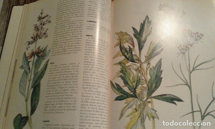 Libros de segunda mano: Herbes per a tot - Violet Stevenson - 1981 - Foto 6