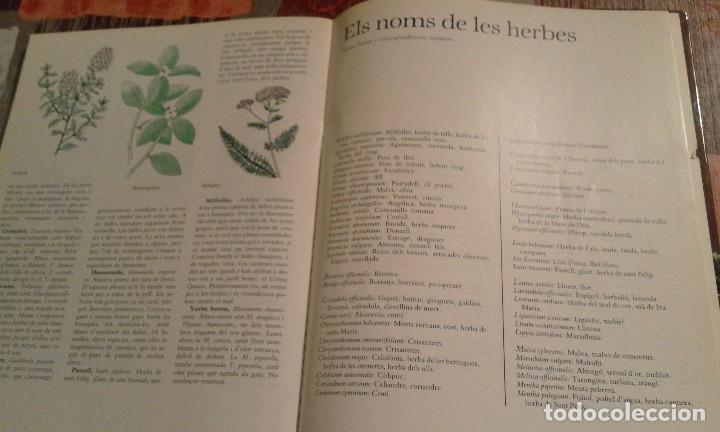 Libros de segunda mano: Herbes per a tot - Violet Stevenson - 1981 - Foto 7