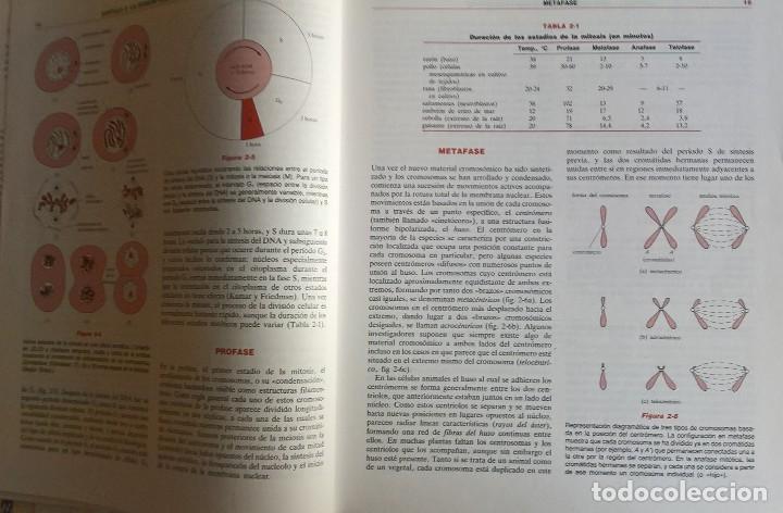 Libros de segunda mano: Libro gen&eacute;tica, Monroe W. Strickberger - ediciones Omega, 1985 - Foto 7