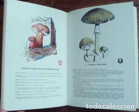 Libros de segunda mano: Las setas venenosas de Europa - LOTINA BENGURIA, Roberto - Foto 2