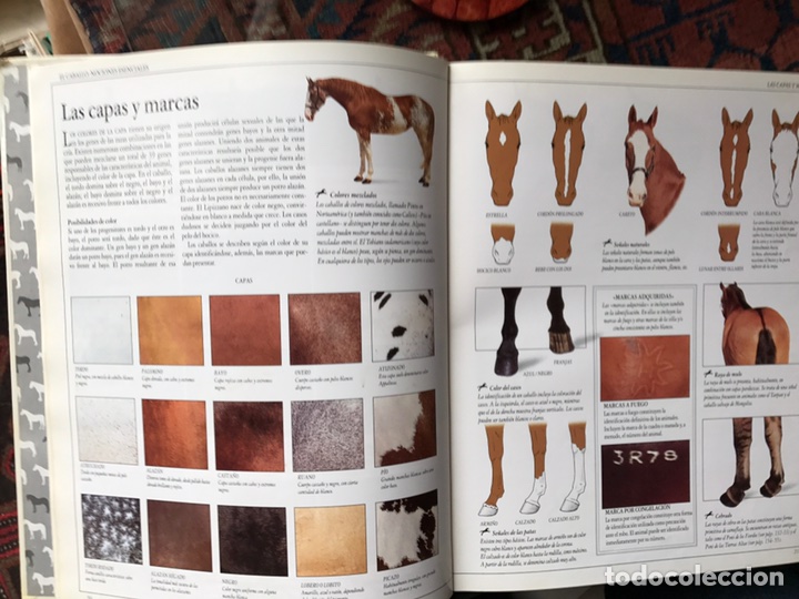 Libros de segunda mano: El gran libro del caballo - Foto 3