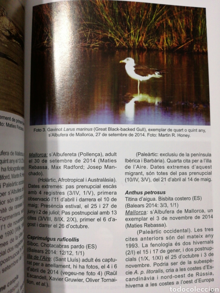 Libros de segunda mano: ANUARI ORNITOL&Ograve;GIC DE LES BALEARS 2014 (OCELLS) - Foto 3