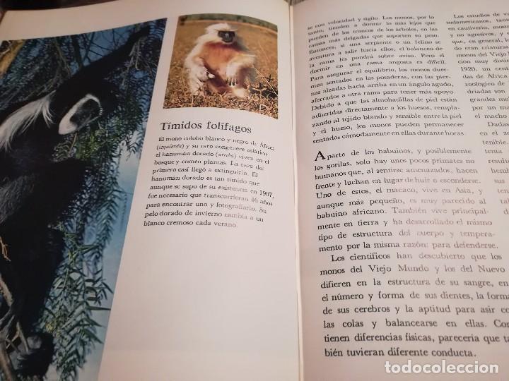 Libros de segunda mano: Los primates - Irven De Vore & Sarel Eimerl - Life Colecci&oacute;n Popular - Foto 3