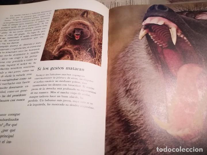 Libros de segunda mano: Los primates - Irven De Vore & Sarel Eimerl - Life Colecci&oacute;n Popular - Foto 5