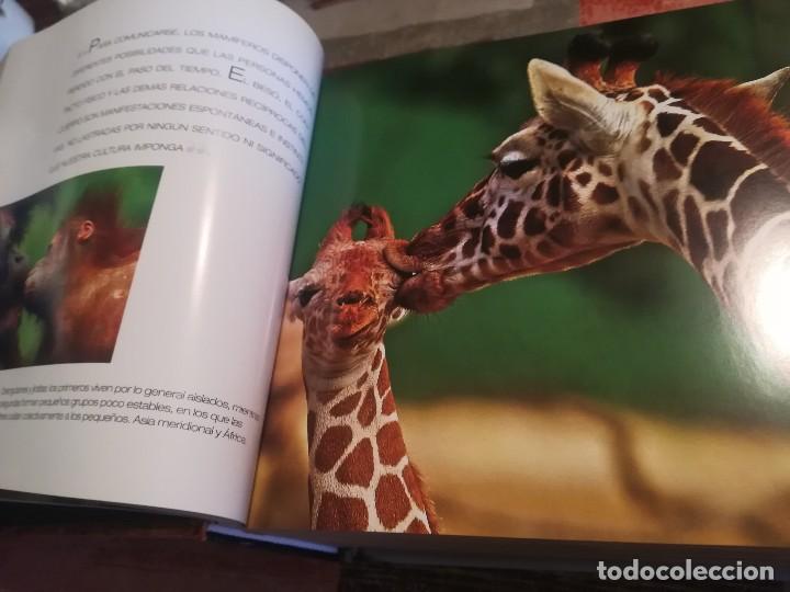 Libros de segunda mano: Cachorros - Texto de: &Aacute;ngela Serena Ildos - Cube Book - Foto 3
