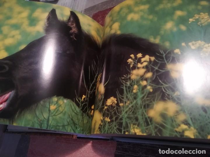 Libros de segunda mano: Cachorros - Texto de: &Aacute;ngela Serena Ildos - Cube Book - Foto 4