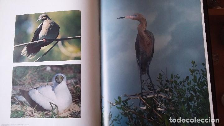 Libros de segunda mano: NATURALEZA MEXICANA, versi&oacute;n inglesa (MEXICAN NATURE) - Foto 3