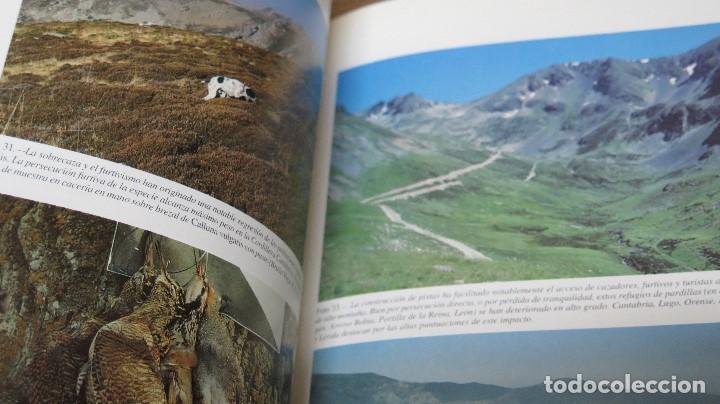 Libros de segunda mano: LA PERDIZ PARDILLA EN ESPA&Ntilde;A. VV.AA - Foto 5
