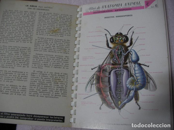 Libros de segunda mano: ATLAS DE ANATOMIA ANIMAL - Foto 2