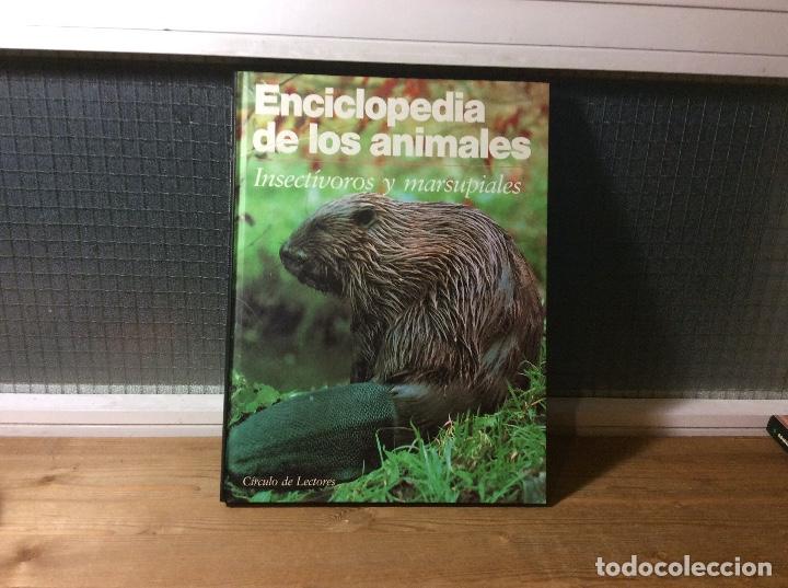 Enciclopedia De Los Animales Insectivoros Y M Buy Books Of