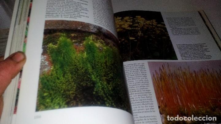 Libros de segunda mano: HISTORIA NATURAL 7-BOTANICA-INSTITUTO GALLACH-EDICIONES OCEANO - Foto 8