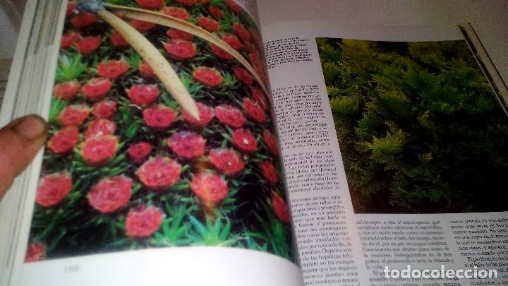 Libros de segunda mano: HISTORIA NATURAL 7-BOTANICA-INSTITUTO GALLACH-EDICIONES OCEANO - Foto 9
